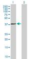 Actin Related Protein T1 antibody, H00139741-B01P, Novus Biologicals, Western Blot image 