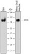 PVR Cell Adhesion Molecule antibody, MA5-24315, Invitrogen Antibodies, Western Blot image 