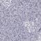 Bisphosphoglycerate Mutase antibody, HPA028735, Atlas Antibodies, Immunohistochemistry frozen image 