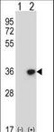 Distal-Less Homeobox 4 antibody, LS-C167446, Lifespan Biosciences, Western Blot image 