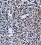 Tumor Protein P73 antibody, orb10615, Biorbyt, Immunohistochemistry paraffin image 