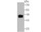 SET Nuclear Proto-Oncogene antibody, NBP2-75661, Novus Biologicals, Western Blot image 
