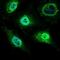 Mitochondrial Ribosomal Protein L42 antibody, NBP2-37393, Novus Biologicals, Immunofluorescence image 