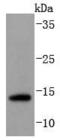Small Ubiquitin Like Modifier 3 antibody, A05193-1, Boster Biological Technology, Western Blot image 