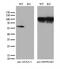 Annexin A11 antibody, M05379, Boster Biological Technology, Western Blot image 