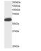 Nucleoporin 50 antibody, NB100-1212, Novus Biologicals, Western Blot image 