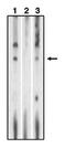 Sphingosine-1-Phosphate Receptor 1 antibody, orb108702, Biorbyt, Western Blot image 