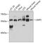Uridine Monophosphate Synthetase antibody, 14-872, ProSci, Western Blot image 