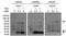 ATP-binding cassette sub-family D member 3 antibody, MA1-2021, Invitrogen Antibodies, Western Blot image 