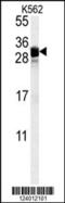 Fibroblast Growth Factor 7 antibody, 55-081, ProSci, Western Blot image 