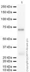 Aurora Kinase B antibody, ab2254, Abcam, Western Blot image 