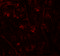 Transmembrane protein 106A antibody, 6781, ProSci Inc, Immunofluorescence image 