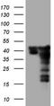 SUMO1 Activating Enzyme Subunit 1 antibody, CF805143, Origene, Western Blot image 