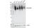 Solute Carrier Family 3 Member 2 antibody, 47213S, Cell Signaling Technology, Western Blot image 