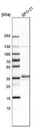 Ras Related GTP Binding B antibody, NBP1-85801, Novus Biologicals, Western Blot image 
