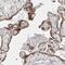 TRNA Methyltransferase 1 Like antibody, PA5-55397, Invitrogen Antibodies, Immunohistochemistry frozen image 