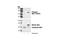 Protein Kinase, Membrane Associated Tyrosine/Threonine 1 antibody, 4281S, Cell Signaling Technology, Western Blot image 