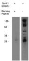 Sphingosine Kinase 1 antibody, AP05255PU-N, Origene, Western Blot image 