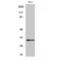 Mitochondrial Ribosomal Protein L46 antibody, LS-C384646, Lifespan Biosciences, Western Blot image 