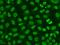 Flap Structure-Specific Endonuclease 1 antibody, orb49073, Biorbyt, Immunofluorescence image 