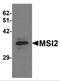 Musashi RNA Binding Protein 2 antibody, MBS150550, MyBioSource, Western Blot image 
