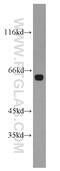 HMG-Box Transcription Factor 1 antibody, 11746-1-AP, Proteintech Group, Western Blot image 