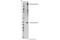 RAPH1 antibody, 91138S, Cell Signaling Technology, Western Blot image 