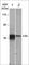 NFKB Inhibitor Alpha antibody, IM4681, ECM Biosciences, Western Blot image 