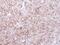 Calnexin antibody, PA5-34754, Invitrogen Antibodies, Immunohistochemistry frozen image 