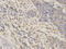 Arylsulfatase A antibody, LS-B14866, Lifespan Biosciences, Immunohistochemistry frozen image 