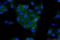 Bone Marrow Stromal Cell Antigen 2 antibody, 13560-1-AP, Proteintech Group, Immunofluorescence image 