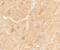 Tripartite Motif-Containing 51 antibody, 6409, ProSci, Immunohistochemistry frozen image 