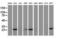 Adenylate Kinase 4 antibody, LS-C172770, Lifespan Biosciences, Western Blot image 