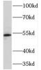 Neuraminidase 4 antibody, FNab05668, FineTest, Western Blot image 