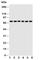 Splicing Factor 1 antibody, R30963, NSJ Bioreagents, Western Blot image 
