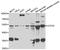 COP9 Signalosome Subunit 2 antibody, A7037, ABclonal Technology, Western Blot image 