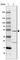 Cytochrome P450 Family 2 Subfamily A Member 6 antibody, HPA047262, Atlas Antibodies, Western Blot image 