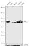 GRB2 Associated Binding Protein 1 antibody, 720334, Invitrogen Antibodies, Western Blot image 