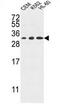 Tetraspanin 2 antibody, AP54377PU-N, Origene, Western Blot image 