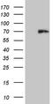 Histone Deacetylase 2 antibody, TA808327, Origene, Western Blot image 