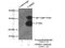 Cysteine Rich Secretory Protein 2 antibody, 19066-1-AP, Proteintech Group, Immunoprecipitation image 