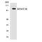 DNA Methyltransferase 3 Beta antibody, LS-B14664, Lifespan Biosciences, Western Blot image 