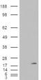 Phospholipase A2 Group IB antibody, EB08032, Everest Biotech, Western Blot image 