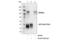 NEDD4 Like E3 Ubiquitin Protein Ligase antibody, 4013S, Cell Signaling Technology, Immunoprecipitation image 