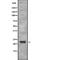 Immunoglobulin Lambda Like Polypeptide 1 antibody, abx216229, Abbexa, Western Blot image 