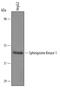 Sphingosine kinase 1 antibody, AF5536, R&D Systems, Western Blot image 