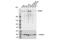 SET Domain Containing 2, Histone Lysine Methyltransferase antibody, 80290S, Cell Signaling Technology, Western Blot image 