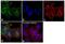 Calpain 1 antibody, MA3-941, Invitrogen Antibodies, Immunofluorescence image 