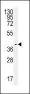 Spermine Synthase antibody, LS-C161325, Lifespan Biosciences, Western Blot image 