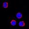 Myeloperoxidase antibody, AF3667, R&D Systems, Immunofluorescence image 